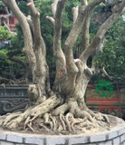 Cây Lộc Vừng