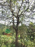 Cây Bồ Quân