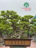 Bonsai 88