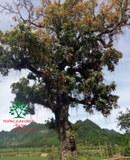 Cây Lộc Vừng