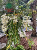 Hoa Lan