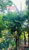 CÂY ĐÀO TIÊN