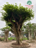 CÂY DUỐI