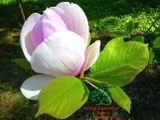 HOA MỘC LAN