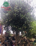 CÂY HOA HẢI ĐƯỜNG