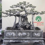 Bonsai 75
