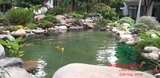Hồ cá Koi 44