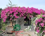 Hoa Giấy