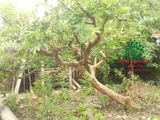 CÂY ỔI