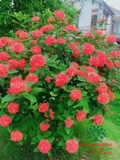CÂY HOA MẪU ĐƠN TA (TRUYỀN THỐNG)