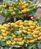 CÂY THỊ