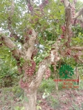 Cây Dâu Da Đất