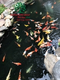HỒ CÁ KOI 42