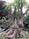 CÂY GẠO