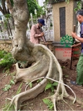 CÂY VẢ