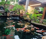 Hồ cá Koi 53