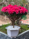 HOA ĐỖ QUYÊN