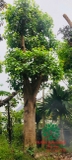 Cây Bồ Đề