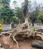 CÂY VẢ