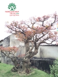 Cây Lộc Vừng