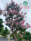 HOA TƯỜNG VI