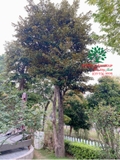 Cây Vú Sữa