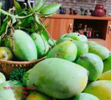 Cây Xoài