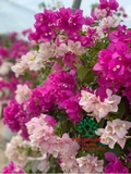 Hoa Giấy