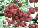 Cây Dâu Da Đất