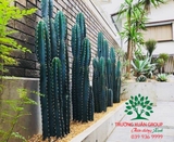 CÂY XƯƠNG RỒNG