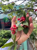 CÂY MAI TỨ QUÝ