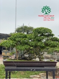 Bonsai 88