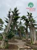 CÂY DUỐI