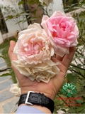 HOA HỒNG