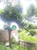 Cây Trứng Gà