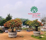 CÂY HOA MẪU ĐƠN TA (TRUYỀN THỐNG)