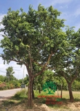 Cây Bồ Quân
