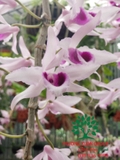 Hoa Lan