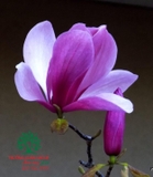 HOA MỘC LAN