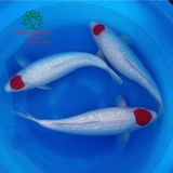 Hồ cá Koi 48