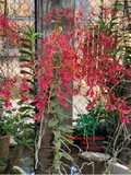 Hoa Lan