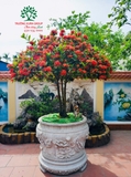 CÂY HOA MẪU ĐƠN TA (TRUYỀN THỐNG)