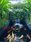 HỒ CÁ KOI 41