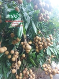 Cây Nhãn