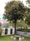 Cây Xoài