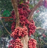 Cây Dâu Da Đất