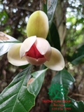 Cây Trứng Gà