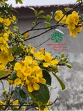 CÂY MAI TỨ QUÝ