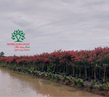 HOA TƯỜNG VI