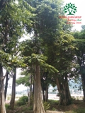 Cây Bằng Lăng